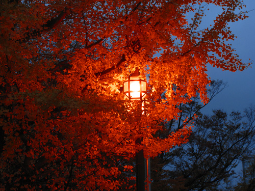 sapporo tree leaves lights